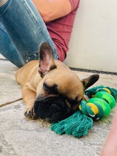 Stella